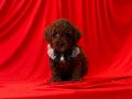 Minik dostlar yeni yuvasına hazır toy poodle 
