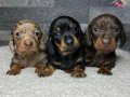 Sadık , sevimli ve sağlıklı dakhund yavrular 