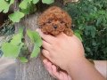 Kore teacup poodle yavrular 