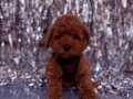 Kıvır kıvır  toy poodle yavrular 