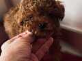 Ev ortamında özenle yetişen dost canlısı toy poodle yavrular