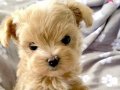 Sıfır numara Kore maltipoo yavrular 