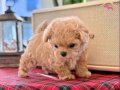En küçük boyut isteyenlere Kore maltipoo yavrular 