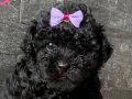 Zaraafetin siyah hali toy poodle yavrular