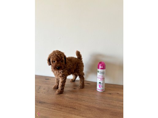 Çok Uyguna Aileden Red Brown Toy Poodle Aşılı Karneli