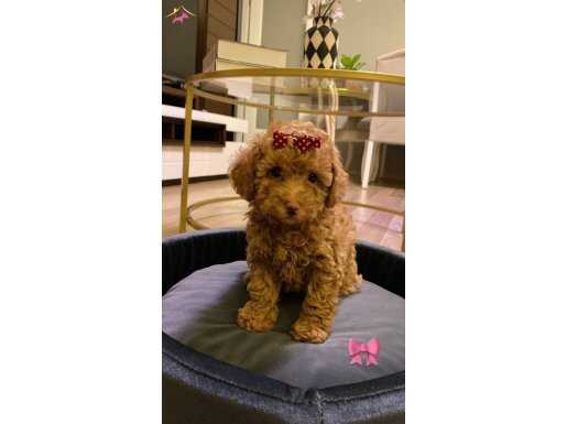 Acil Aileden Uygun Toy Poodle Safkan Aşılı Eğitimli