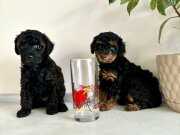 Uygun Gerçek Toy Poodle Ailede Doğup Büyüdü Safkan