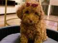 Acil Aileden Uygun Toy Poodle Safkan Aşılı Eğitimli