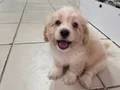 3 aylık Maltipoo 