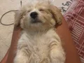 3 aylık Maltipoo 