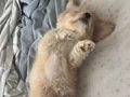 3 aylık Maltipoo 