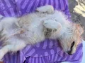 3 aylık Maltipoo 