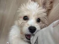 3 aylık Maltipoo 