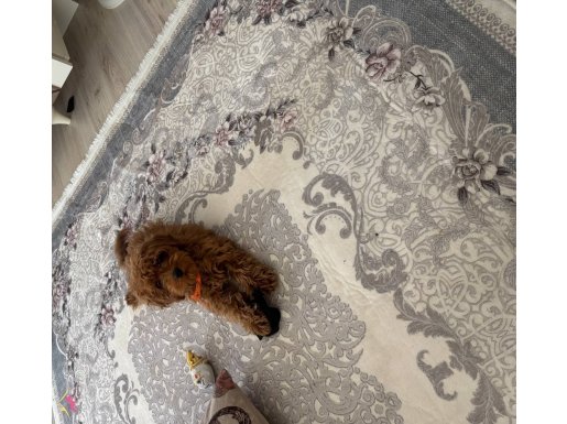 Acil satılık toy poodle çok uyguna