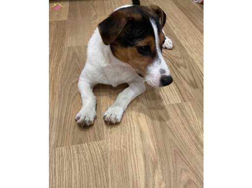 Kısa Bacak Yetişkin Jack Russell