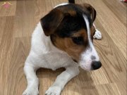 Kısa Bacak Yetişkin Jack Russell