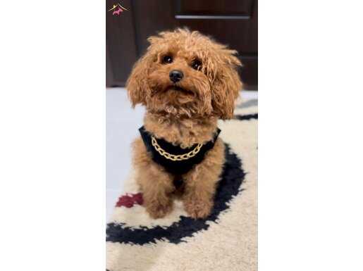 0 numara toy poodle