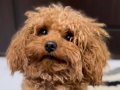 0 numara toy poodle