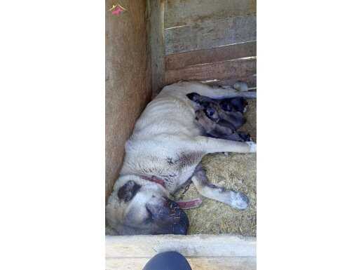 Sivas, dan Safkan kangal yavrular