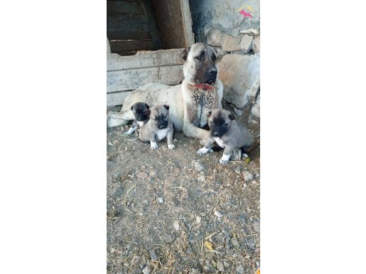 Sivas,dan safkan kangal yavrular 