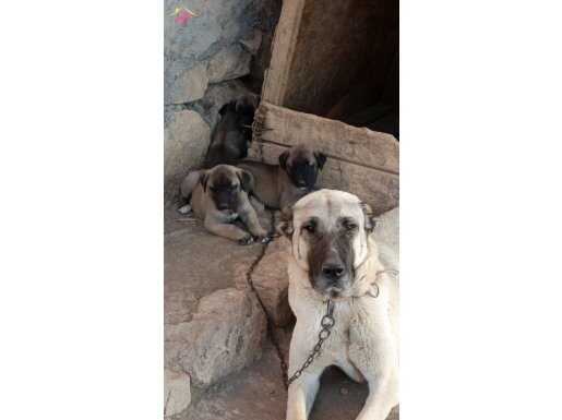 Sivas,ın orjinal kangal,ları bunlar