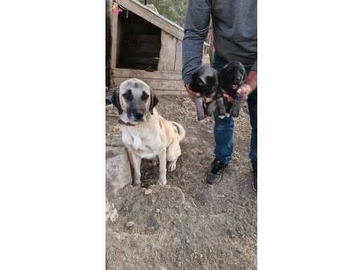 Safkan kangal yavrular sivas, dan