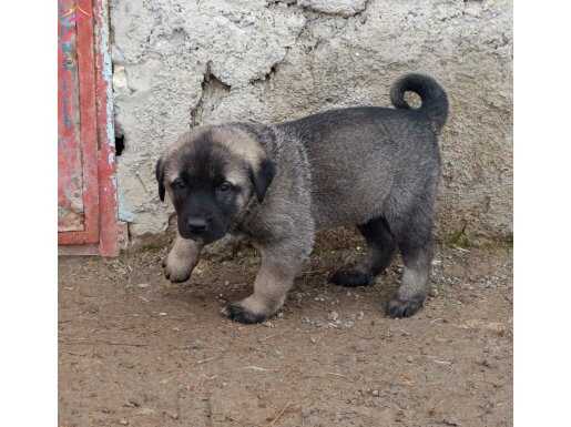 Sivasın kara kangal yavruları  çünküsü