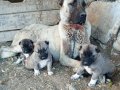 Sivas,dan safkan kangal yavrular 