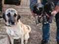 Safkan kangal yavrular sivas, dan