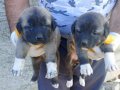 Sivas Ulaş Safkan Kangal Yavruları Koruma İçgüdüsü Yüksek Çoban Köpeği
