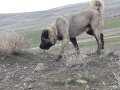 Sivas Ulaş Safkan Kangal Yavruları Koruma İçgüdüsü Yüksek Çoban Köpeği