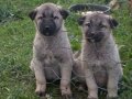 Irk Garantili Kangal Yavruları Sivas'da