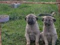 Irk Garantili Kangal Yavruları Sivas'da