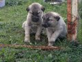 Irk Garantili Kangal Yavruları Sivas'da
