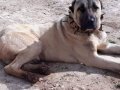 Irk Garantili Kangal Yavruları Sivas'da