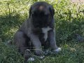 Sivas dan kangal yavrularım