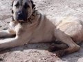 Sivas dan kangal yavrularım