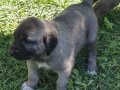 Sivas dan kangal yavrularım
