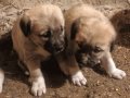 Safkan kangal yavruları sivas. Dan