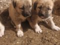 Safkan kangal yavruları sivas. Dan