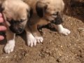 Safkan kangal yavruları sivas. Dan