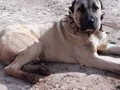 Safkan kangal yavruları sivas. Dan