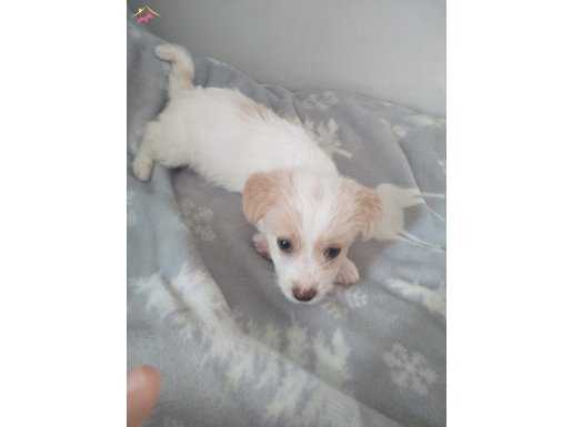 HAVENNESE TERİER CİNS KÖPEK