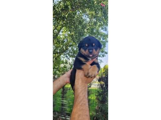 Safkan koca rottweiler yavrularım 