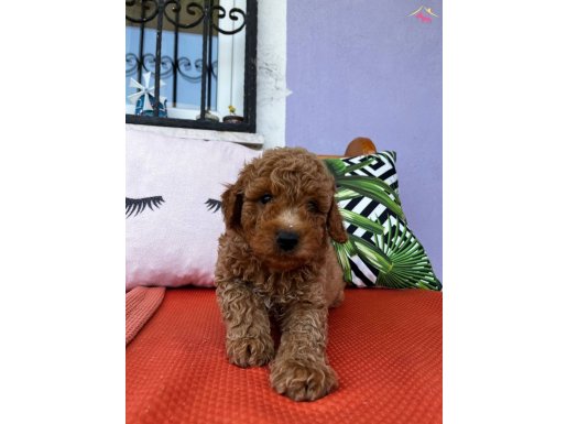 Red cep boy toy poodle yavrularımız 