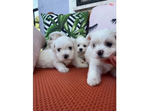 Safkan pamuk gibi maltese terrier yavrularım