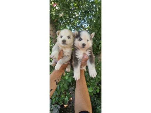 Orjinal maskeli husky ( Sibirya kurdu ) yavrular