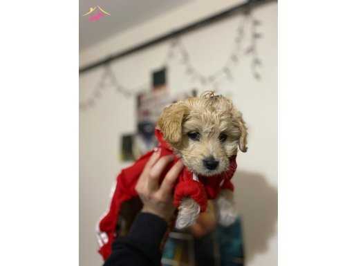 Sağlık garantili maltipoo yavrularım 