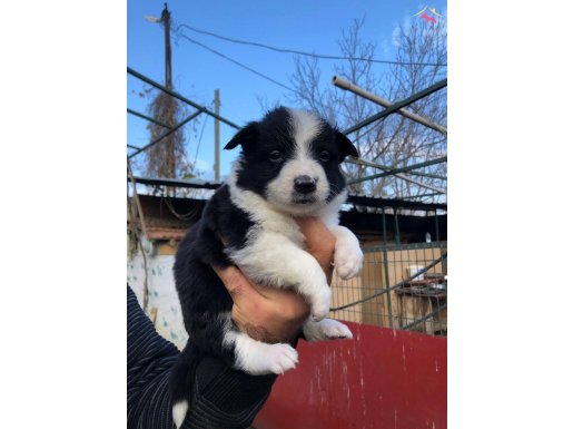 Mükemmel Border Collie yavrularım 