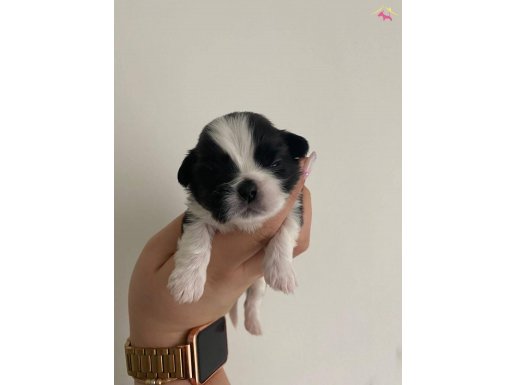 Dünyalar tatlısı Shih Tzu Yavrularım 